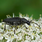 Longhorn Beetle