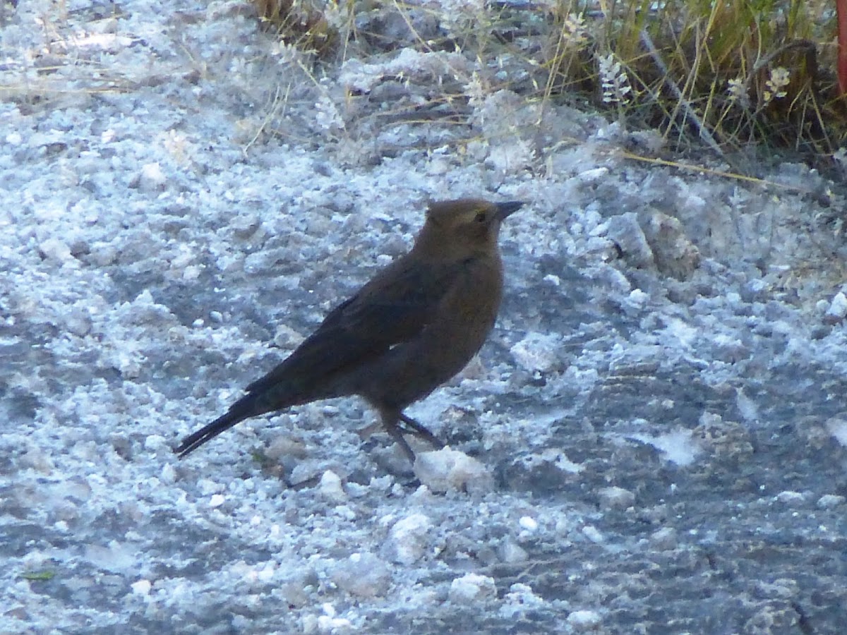 Brewers Blackbird