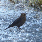 Brewers Blackbird