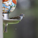 Chipping Sparrow