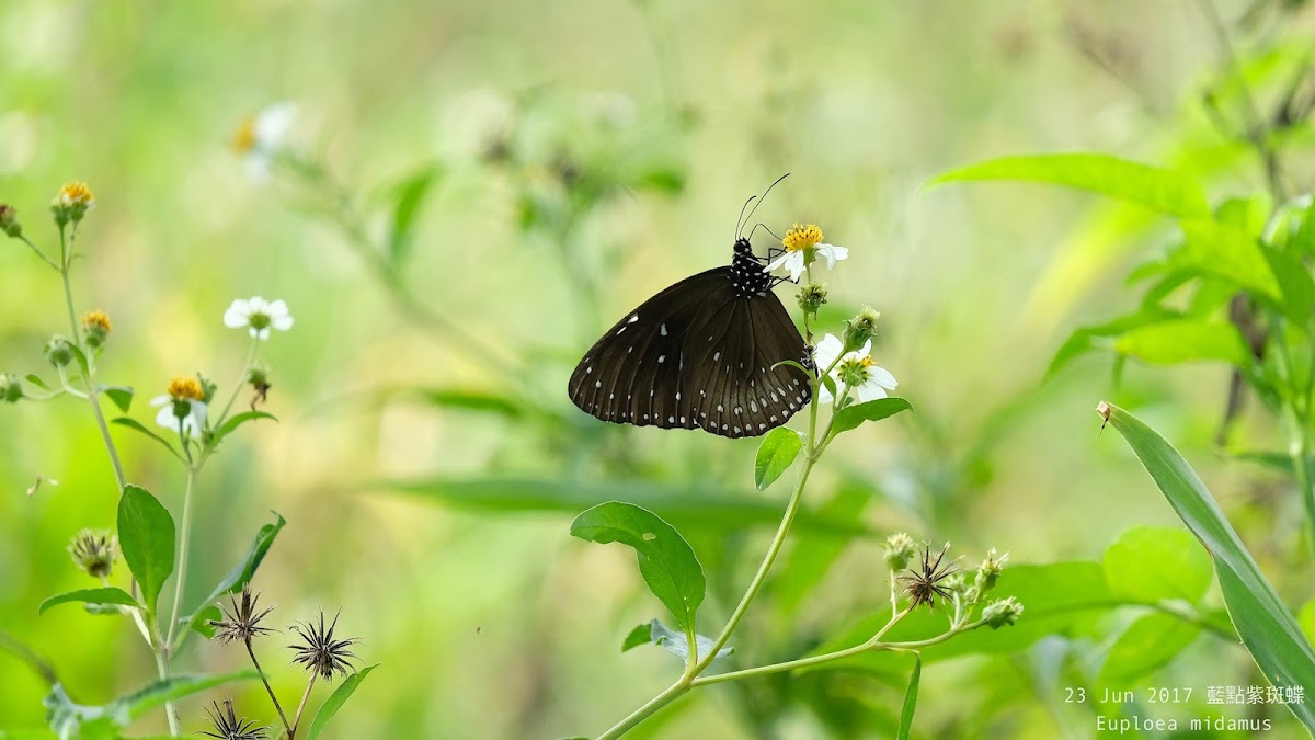 Euploea midamus 藍點紫斑蝶