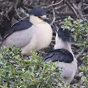 Black-crowned Night Heron