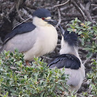 Black-crowned Night Heron