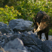 Cucciolo di Camoscio di 