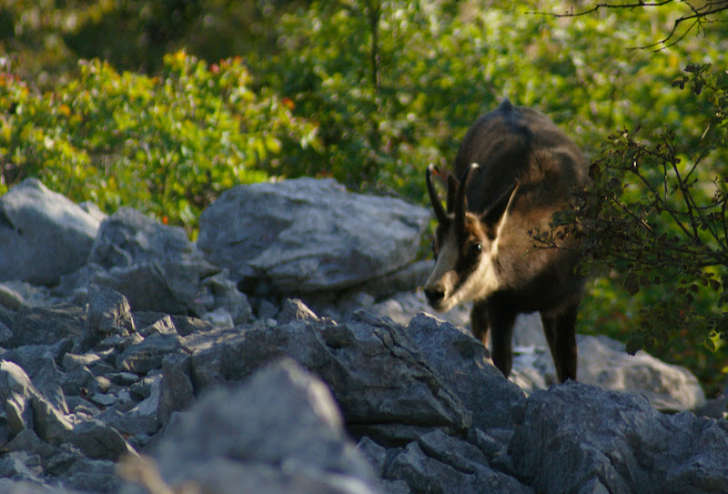 Cucciolo di Camoscio di mat.dp