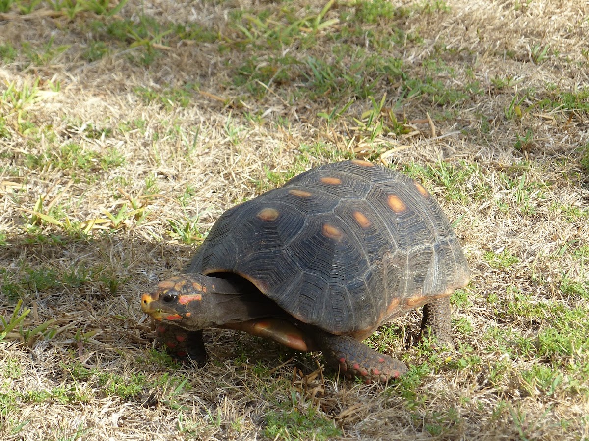 Red-footed Tortoise