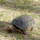 Red-footed Tortoise