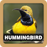 Hummingbird Singing Sound Apk