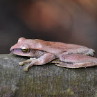 Hong Kong Whipping Frog