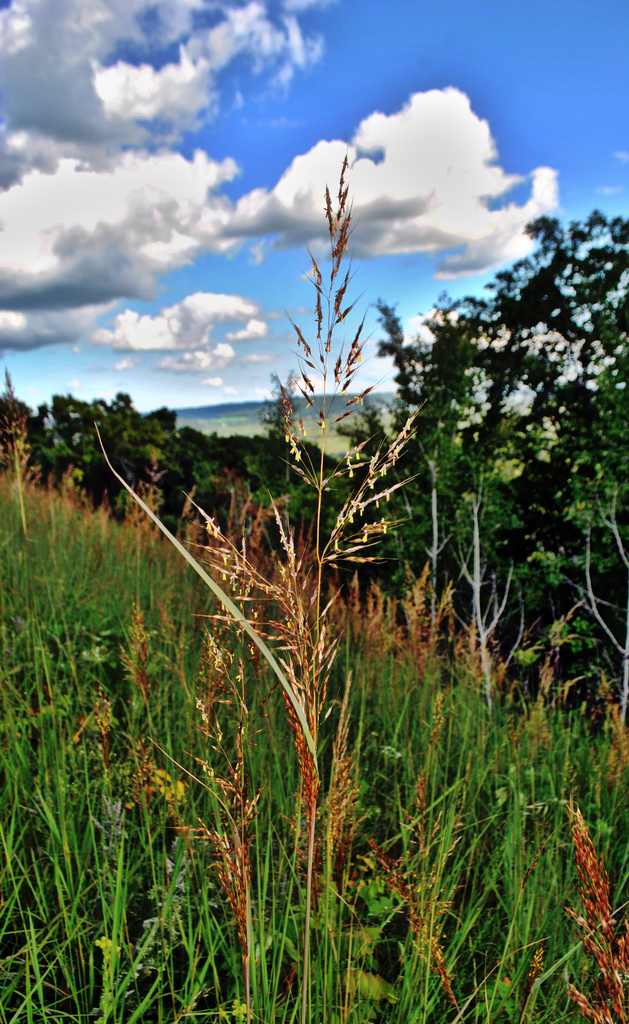 Indian Grass