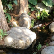 菁芳園 Tenway Garden／花園餐廳／落羽松