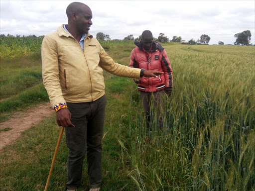 Rift Valley farmer Moses Dapash Inspects a field on his wheat and maize farm in the village of Ntulele, Kenya, June 29, 2018. /THOMSON REUTERS FOUNDATION