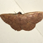 Black-dotted Ruddy Moth