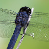 Slaty Skimmer Dragonfly (Male)