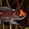 Red-Crowned Brood Frog