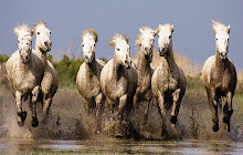 Horse and Horses wallpaper HD small promo image