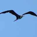 Lesser Frigatebird (juvenile)