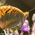 Cardinal Fritillary