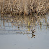 Little grebe