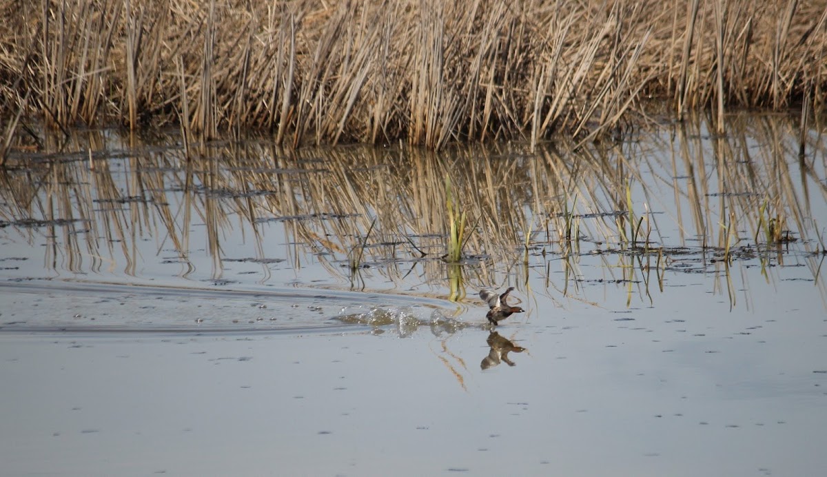 Little grebe