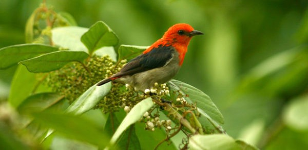 Hồ Chí Minh Thiết kế lồng nuôi chim cảnh đẹp | Rao vặt miễn phí trực tuyến  nhanh nhất toàn quốc