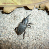 Billbug/Weevil