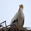 White Stork