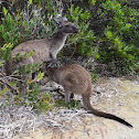 Western Grey Kangaroo