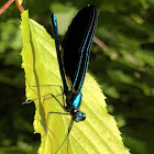 Ebony Jewelwing