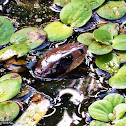 Surucucu-do-brejo, False water snake