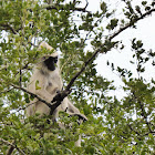 Tufted grey Langur