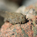 Band-winged Grasshopper