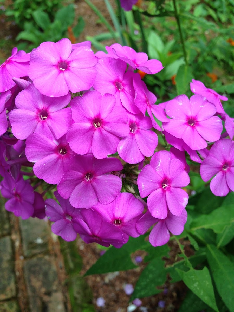 Garden phlox