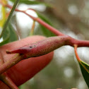 Eucalyptus galls