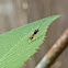 Braconid Wasp