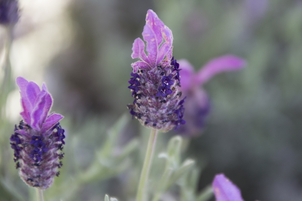 French Lavender