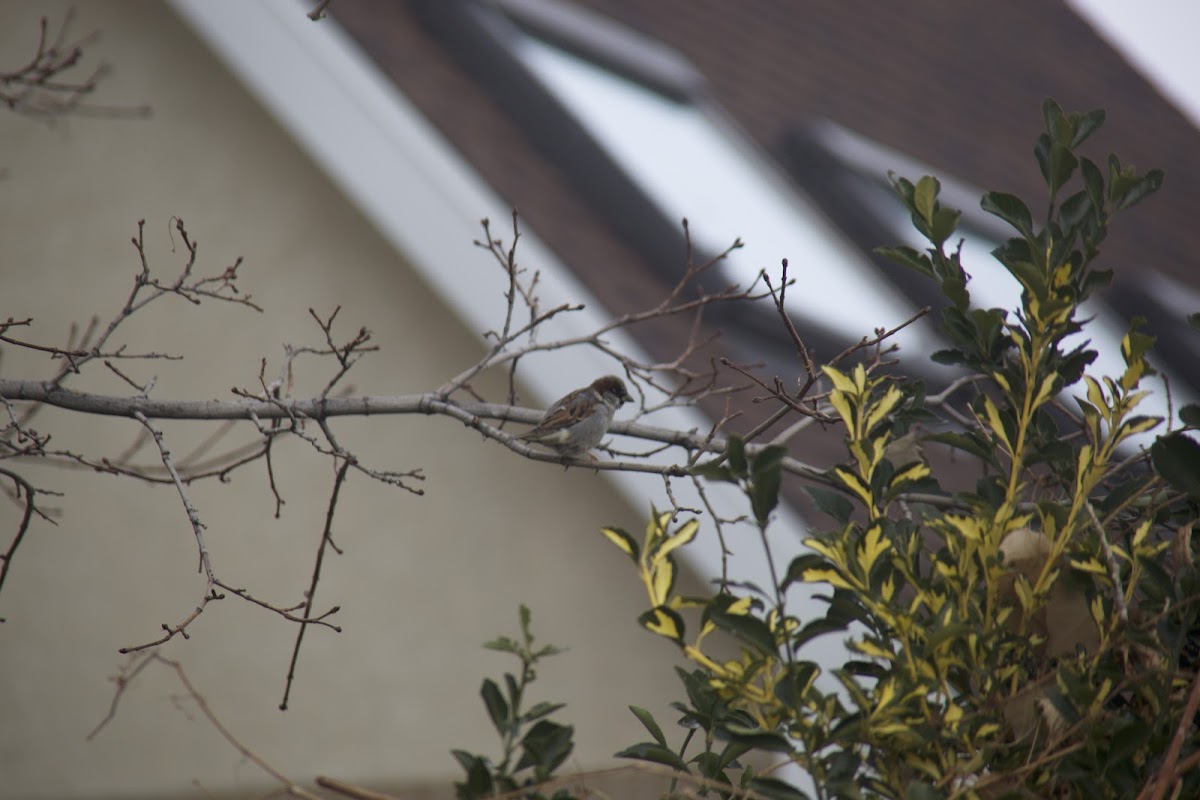 House Sparrow