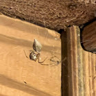 Common House Spider with Egg Sac