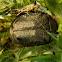 Protaetia afflicta rose chafer