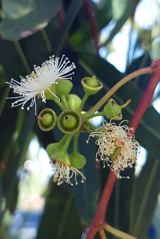 Gum tree