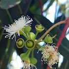 Gum tree