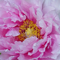 Peonia di 