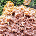 Wrinkled crust fungus