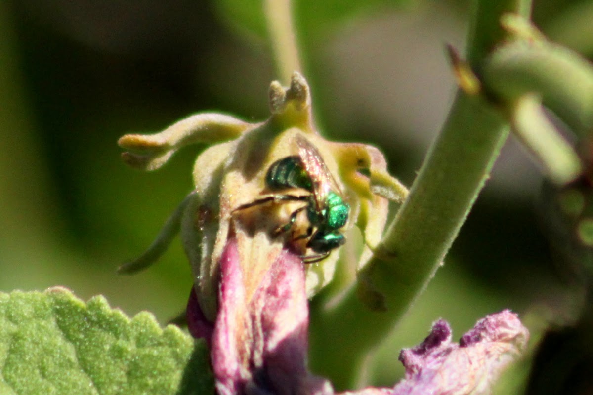 Augochlora Sweat Bee