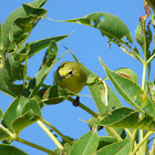 Yellow White-eye/Australian White-eye