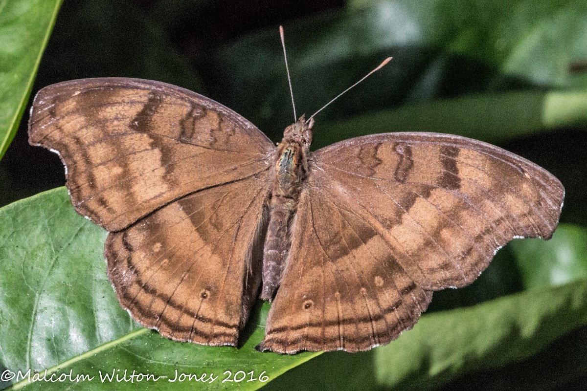 Chocolate Pansy