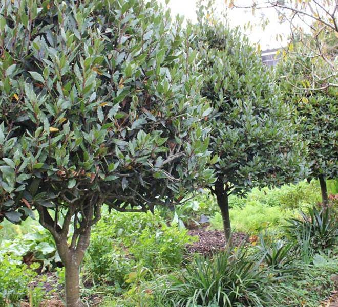 Bay Leaf Tree - Laurus nobilis - 90mm pots - Fruit Tree Lane