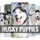 Download Husky Puppies Dogs Wallpapers Backgrounds For PC Windows and Mac 1.0