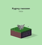 Pygmy Raccoon - Male