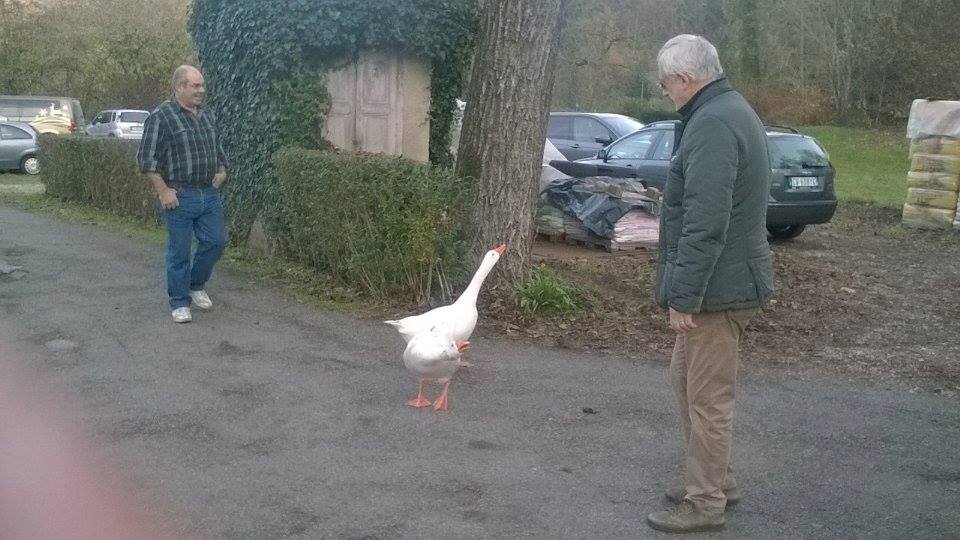 Attenti all'oca di aganugi